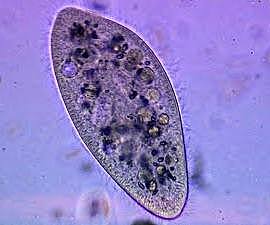 F. J. F. Meyen, F. Dujardin y M. Barry