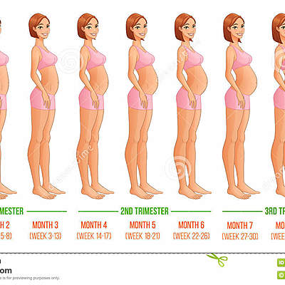 Timeline: la evolución sobre el embarazo