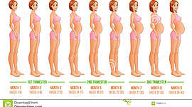 Timeline: la evolución sobre el embarazo