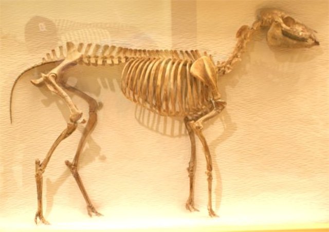 Oligocene Horse