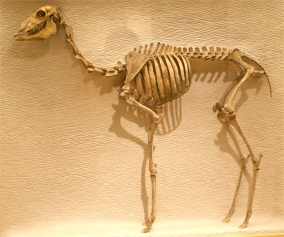 Middle Eocene Camel