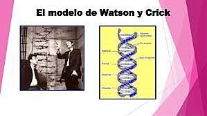 Watson y Crick,