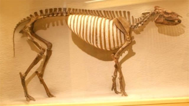 Early Eocene Tapir