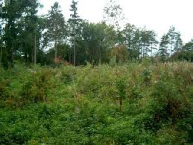 Yarmouthiense Interglacial Period