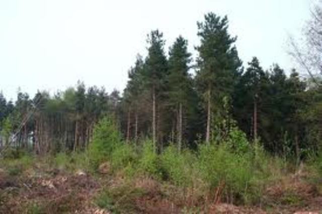 Aftoniense Interglacial Period