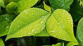 Timeline: Principales Sucesos anteriores a la Naturaleza y Ecología