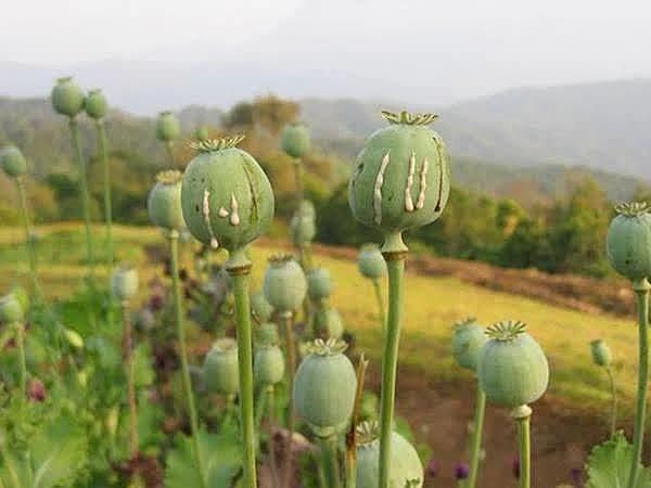 ยกเลิกฝิ่น