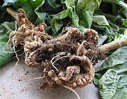 Enfermedad de la raíz del repollo por un protozoario