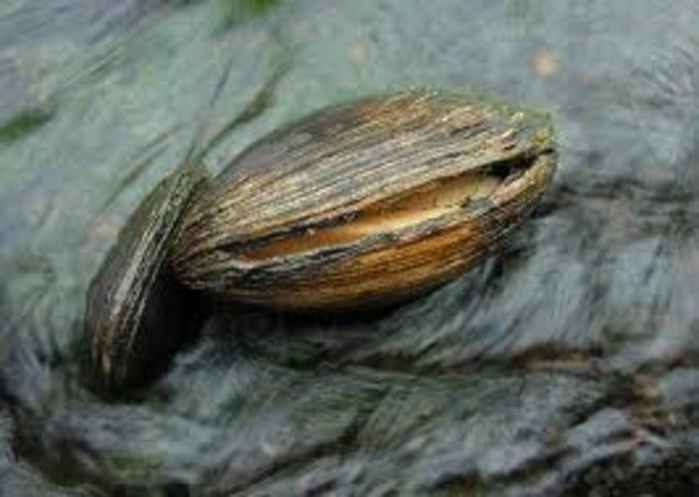 First Mollusсs Appear