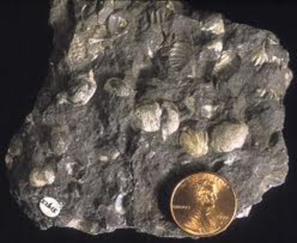 First Brachiopods Appear