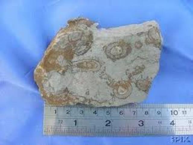 First Archaeocyatha Appear