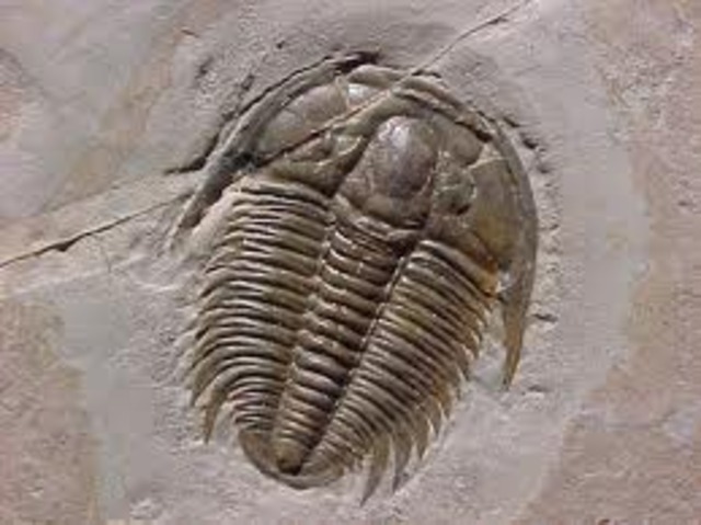 First Arthropods With Mineralized Carapace (Trilobites)