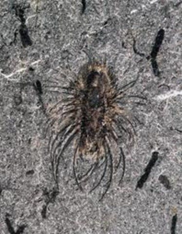 Sirius Passet and Chengjiang Biotas