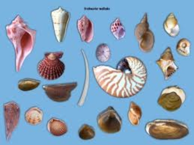 Hard-Shelled Mollusks Appear