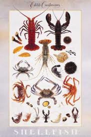 First Crustaceans Appear