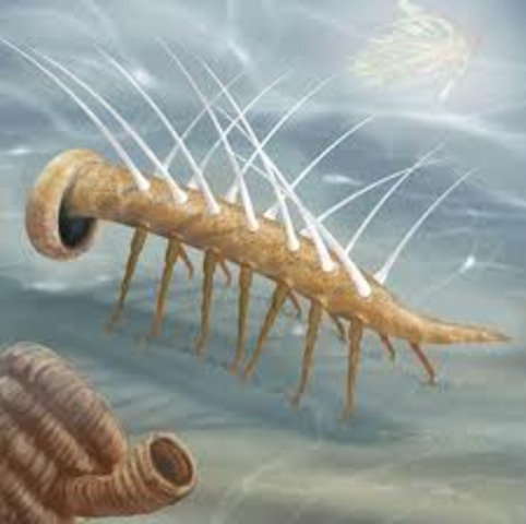 Burgess Shale