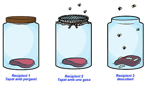 Redi - Generació espontànea