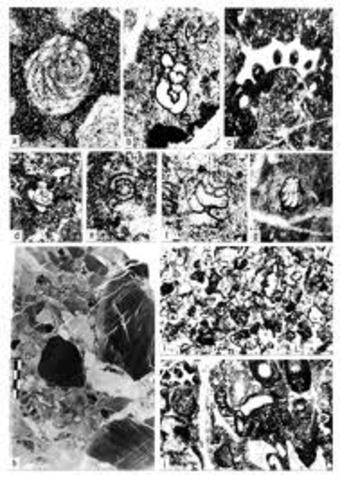 Fusulinid Biozone of Obsoletes Obsoletes