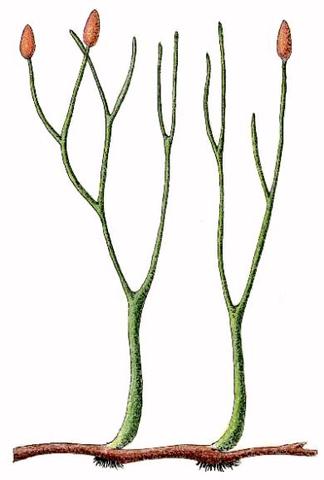 First Vascular Plants Evolve