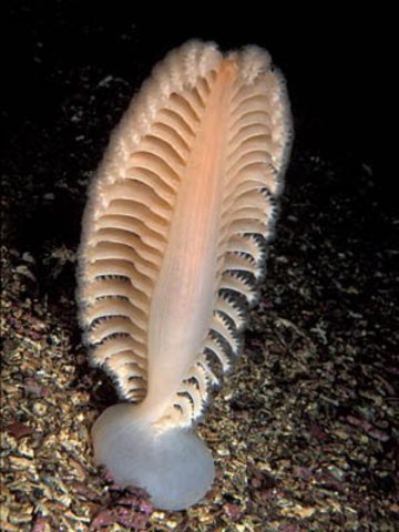 First True Biota Develop