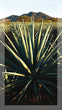 Aumento *Acontecimiento*