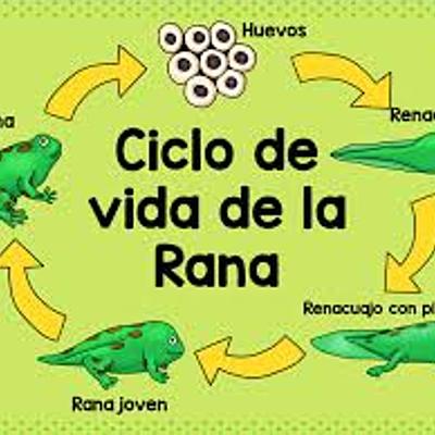 Timeline: Ciclo reproductivo de la rana