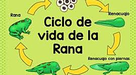 Timeline: Ciclo reproductivo de la rana
