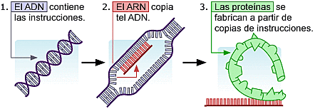 Hipòtesi del ARN primitiu