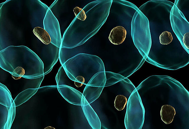 Teoria endosimbiòtica