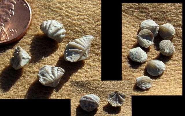 Brachiopods