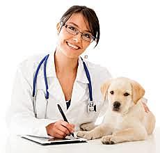 Der Tierarzt hilft Benno.