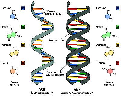 Hipòtesi del ARN primitiu