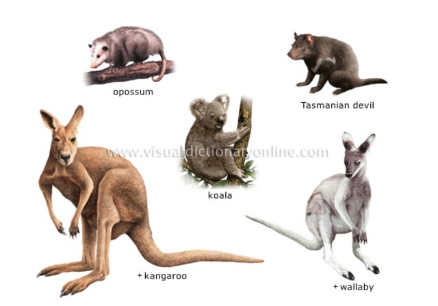 marsupials