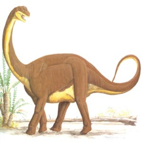 Brachiosaurus Dinosaur