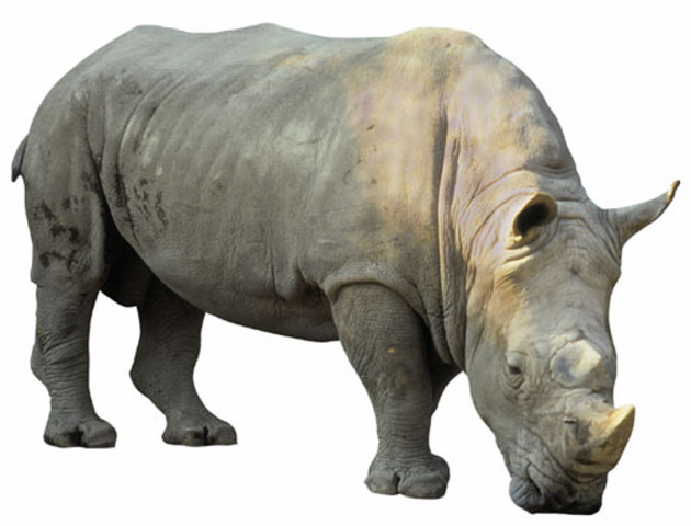 rhinoceros