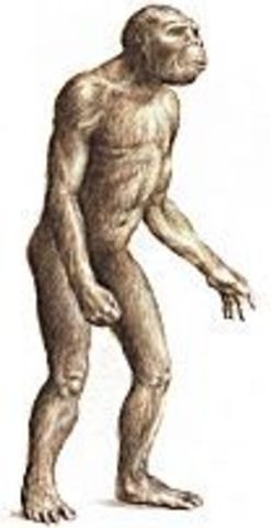 australopithecine