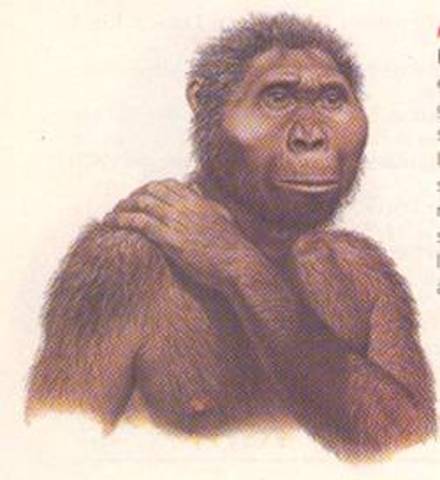 first hominids