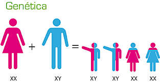 INFORMACIÓN HEREDITARIA