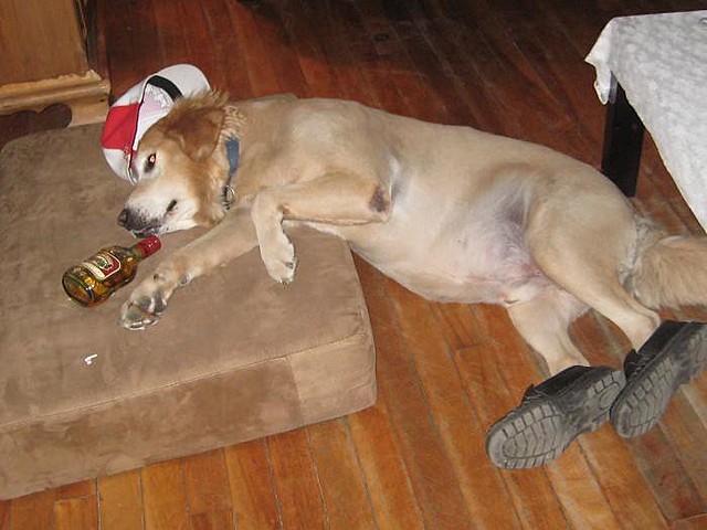 Benno ist betrunken bei die Tierärztin's.