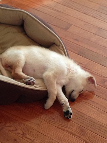 Obtuve un primera perro.