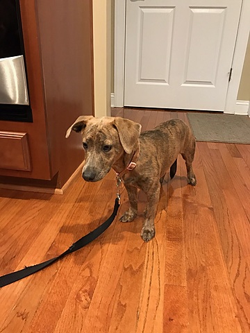 Obtuve un segunda perro.