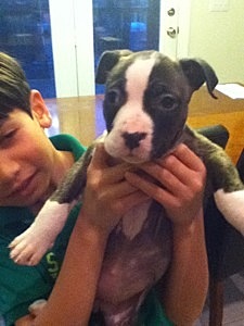 Obtuve mi perro Kay. Kay tuvo uno año