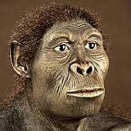 Homo Habilis