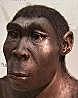 Homo Erectus
