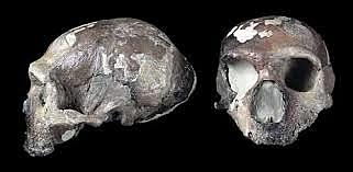 Homo di Neanderthal - cranio del Circeo