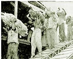 Uraba como centro Bananero