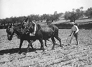 -	Reforma	agrícola	(expropiació	amb	indemnització	d'una	part	dels	latifundis	que	serien	lliurats	en	petits	lots	de	terra	als	jornalers)
