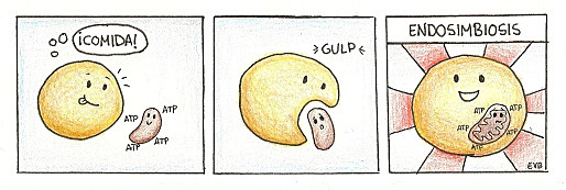 Teoria endosimbiòtica