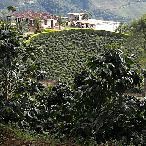 TESTIMONIO ANTIGUO DE LA PRESENCIA DEL CAFÉ EN COLOMBIA