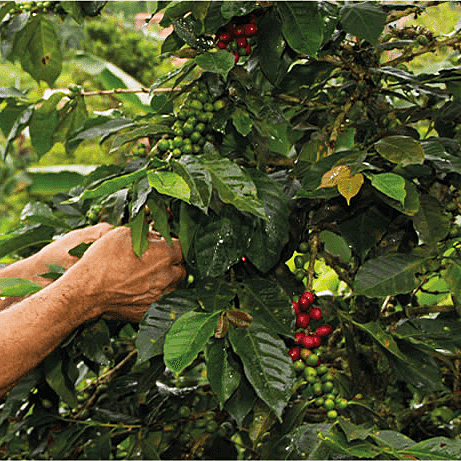 INDICIOS HISTORICOS DEL CAFÉ EN COLOMBIA